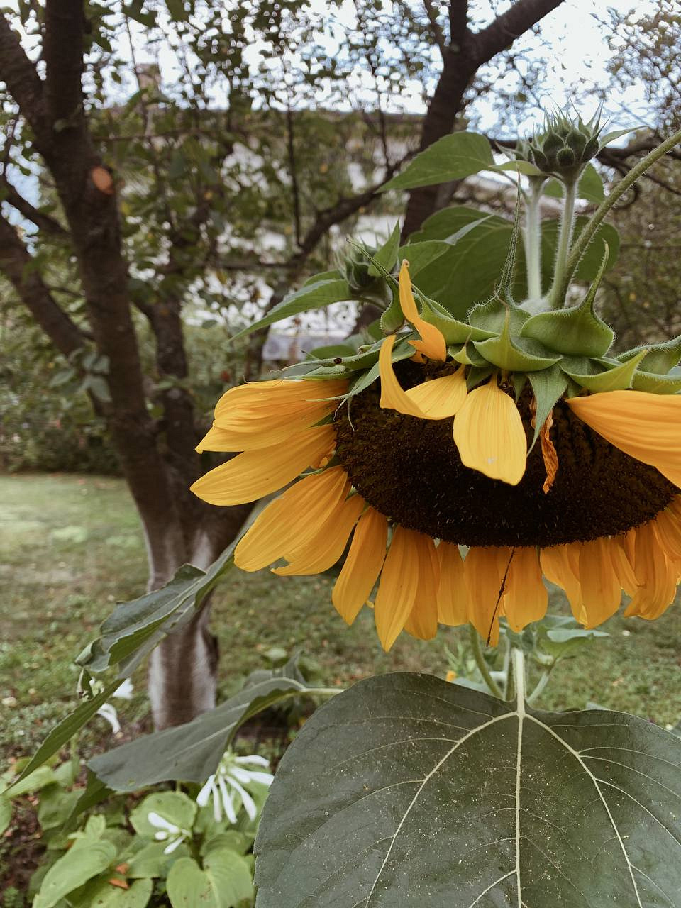 Київська область