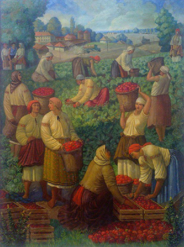 Збирання помідорів