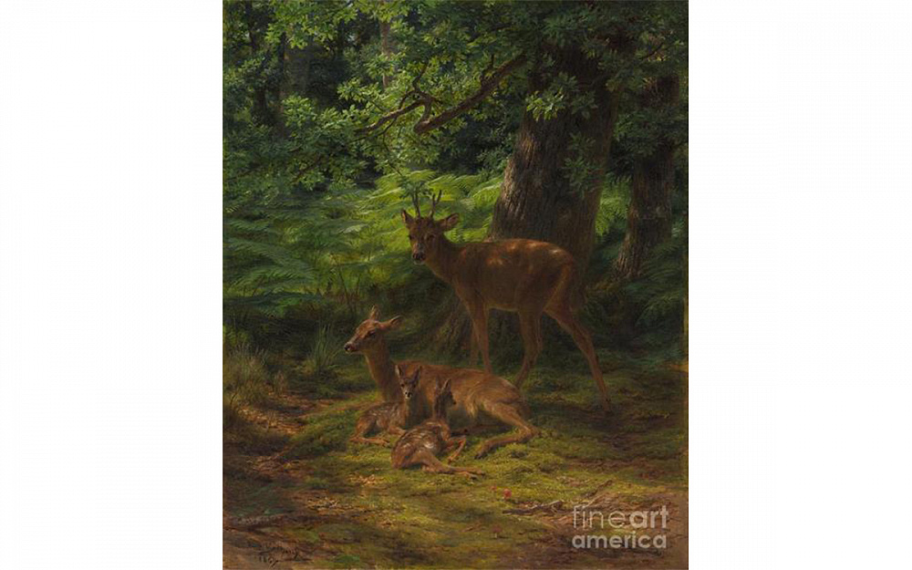Deer in Repose