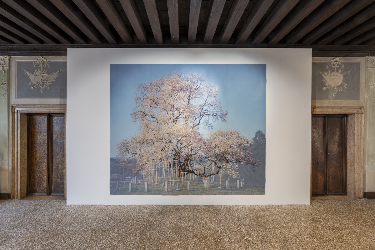 Tacita Dean, Sakura (Totsube II), 2026. Still Joy — From Ukraine Into The World / Biennale Arte 2026. PinchukArtCentre. © Photo OKNO Studio
