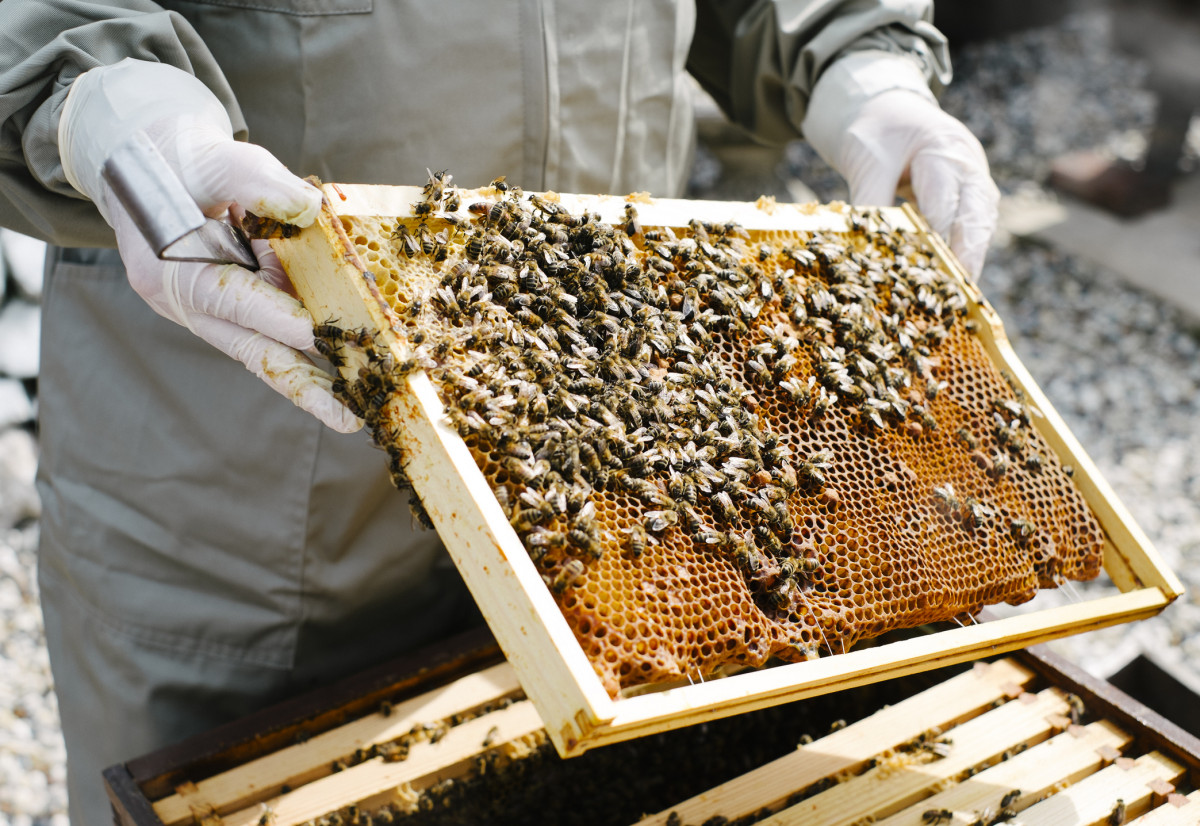 пчелы вымирают