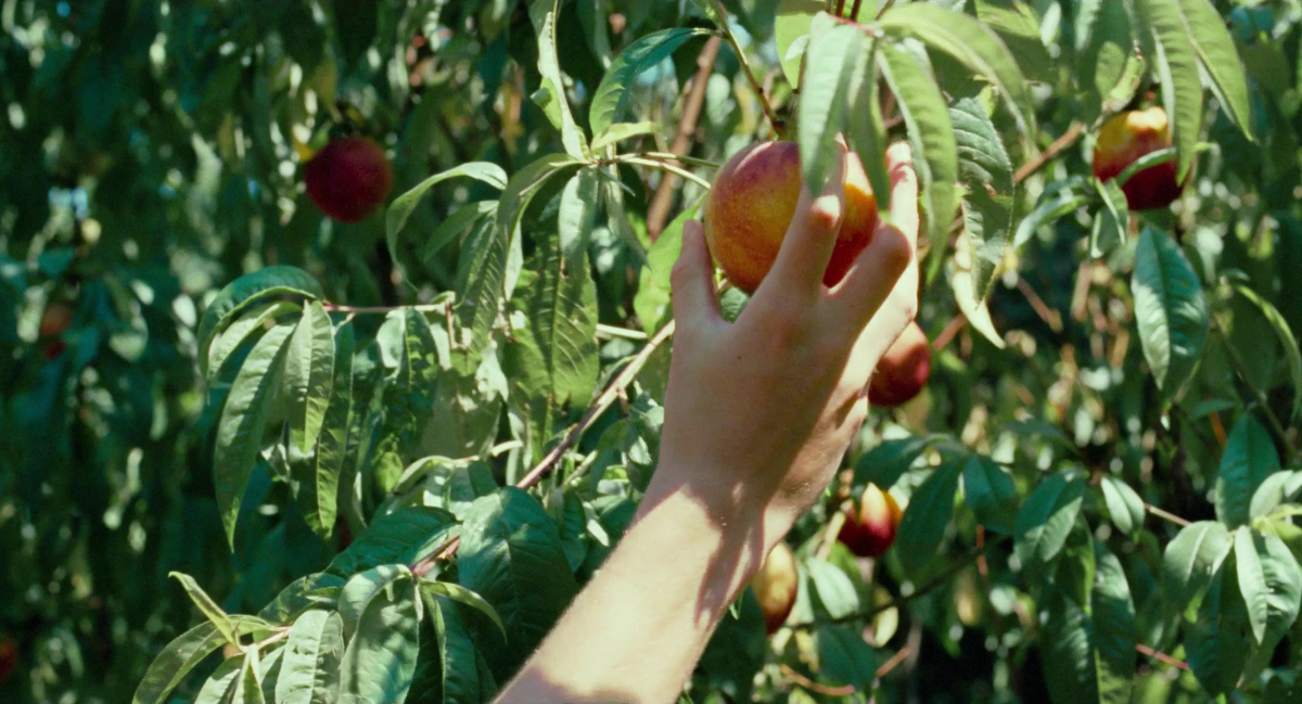 Кадр з фільму «Назви мене своїм ім`ям» 