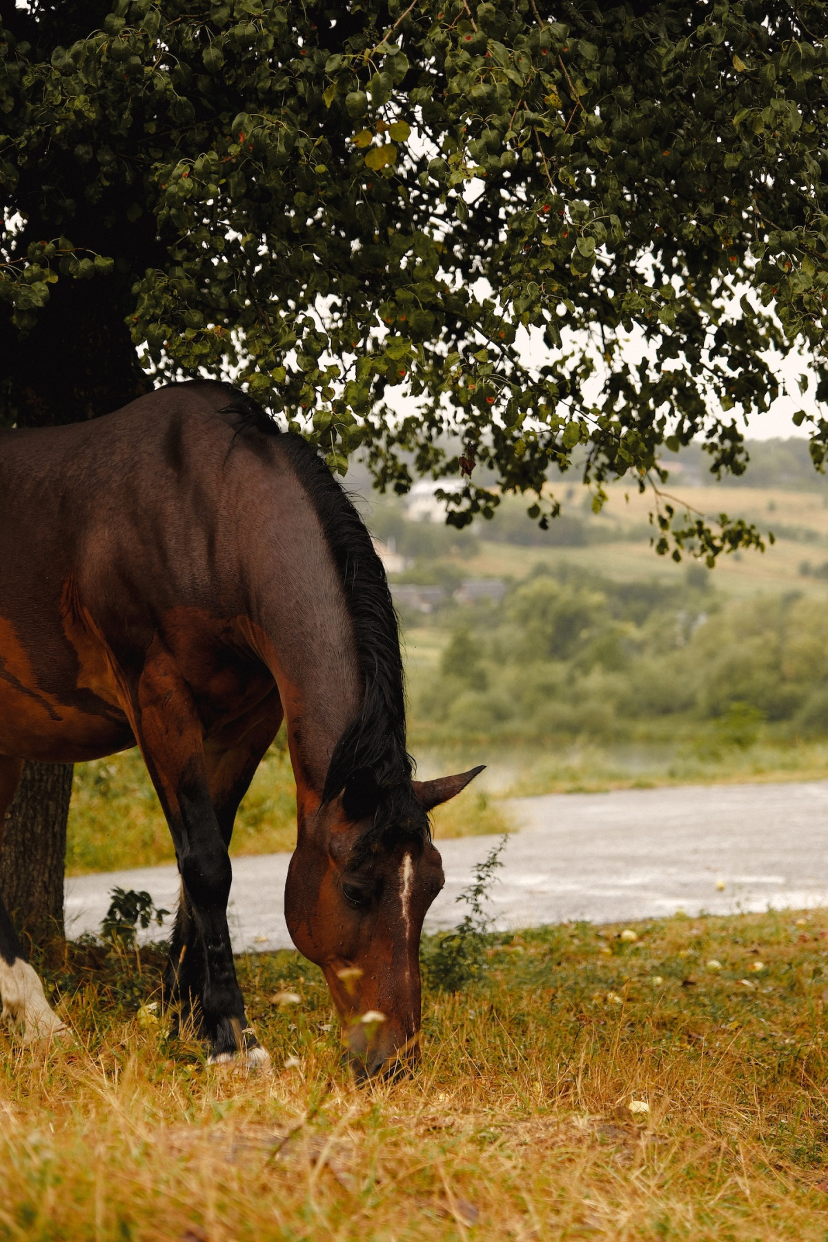 Le Galop